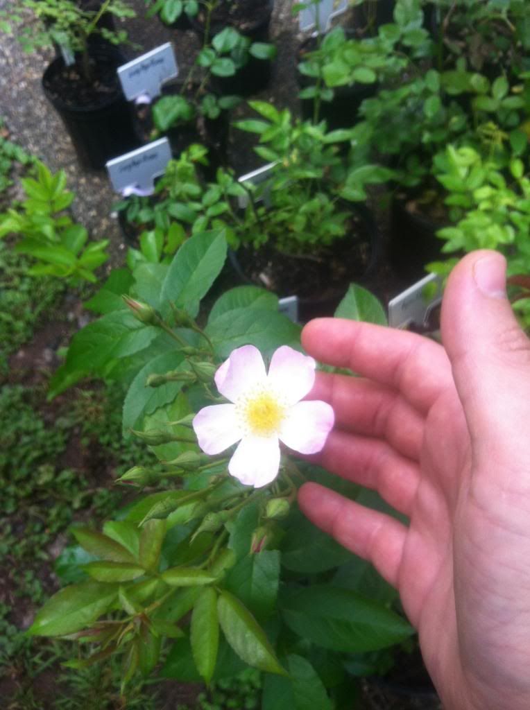 First flower on 'Lyda Rose' 6/18/13. photo IMG_0305_zpsabf1c1ff.jpg